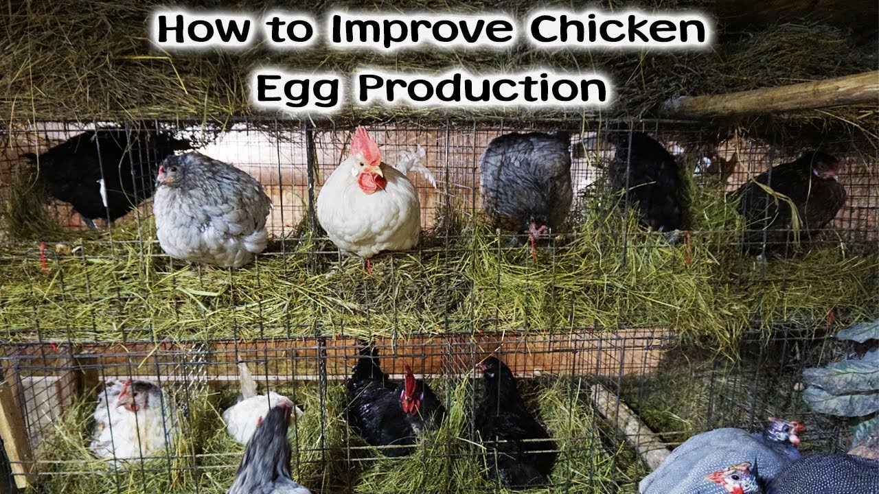 How To Improve Chicken Egg Production YouTube