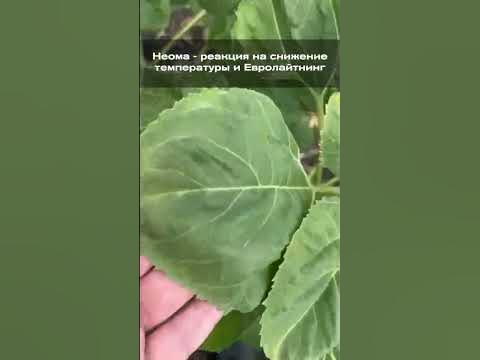 Гибрид подсолнечника Неома: реакция на снижение температуры и Евро ...
