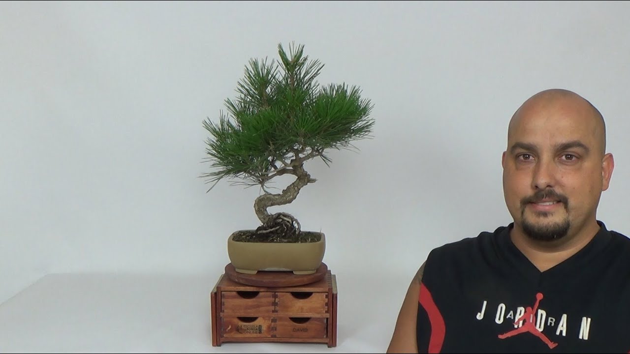 Ya está aquí el estudio de grabación... bonsai bosque de la armonia