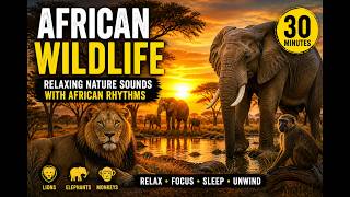 30 Minutes of African Wildlife Sounds 🌿 Relaxing Safari Ambience with Nature &amp; Rhythms