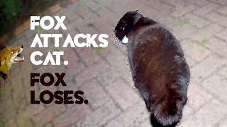 Fox attacks cat