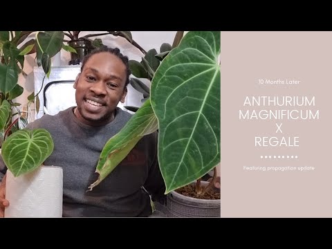 Anthurium Magnificum x Regale Update | 10 Months Later - YouTube