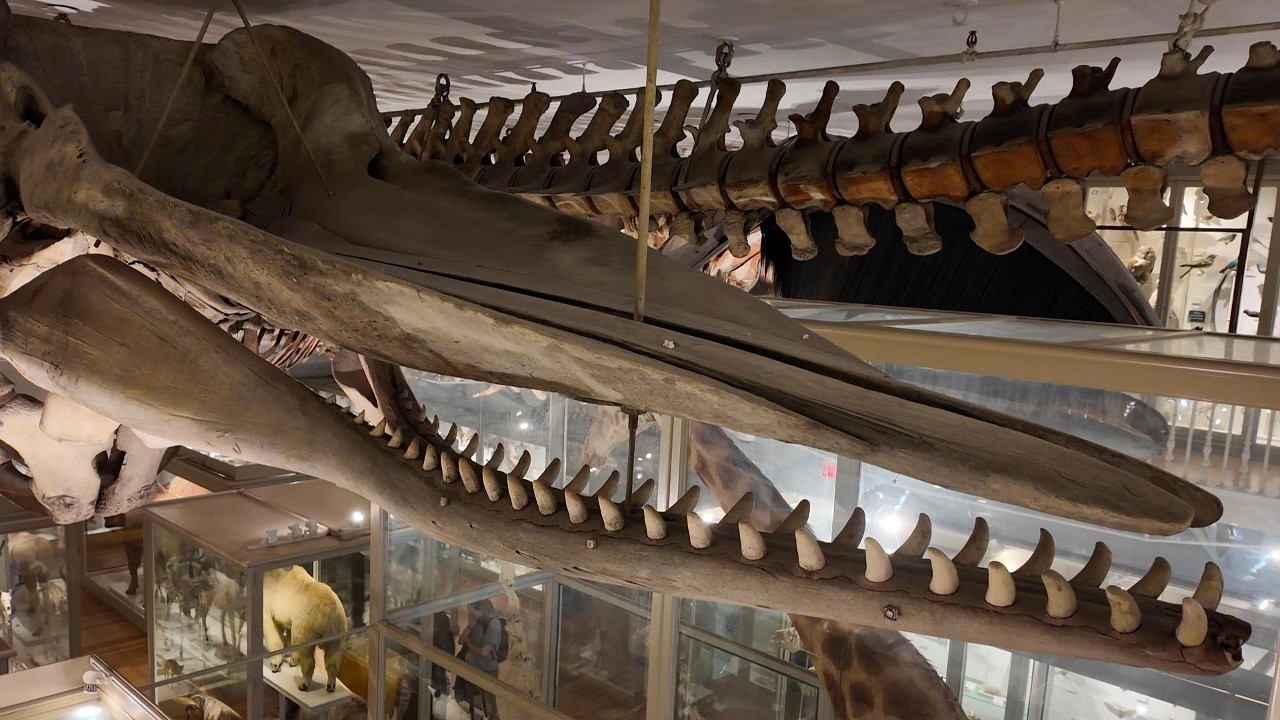 Harvard Museum of Natural History