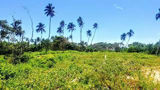 Beach Front 200 P Super Land Sale At Rekewa Tangale 375000.00 Lakhs Per Perch