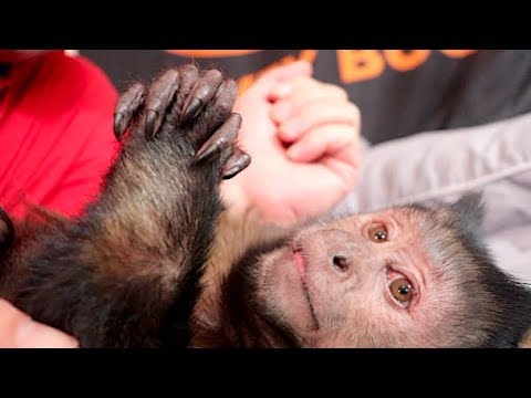 capuchin-monkeyboo-snuggle-tim