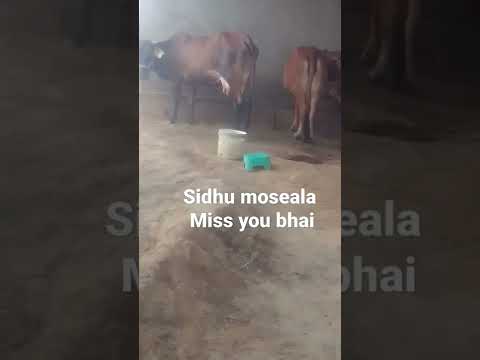 cow is crying Miss you sidhu moose ala #sidhumoosewala #ripsidhumoosewala #shorts #ytshorts #