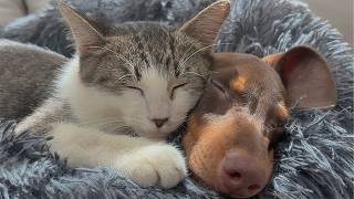 My Terrified Rescue Kitten Finally Fell Asleep Beside My Rescue Puppy