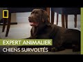 Ce duo de labrador et golden retriever est survolt  cesar millan  tel matre tel chien