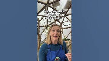 How and Why to Prune a Fig Tree