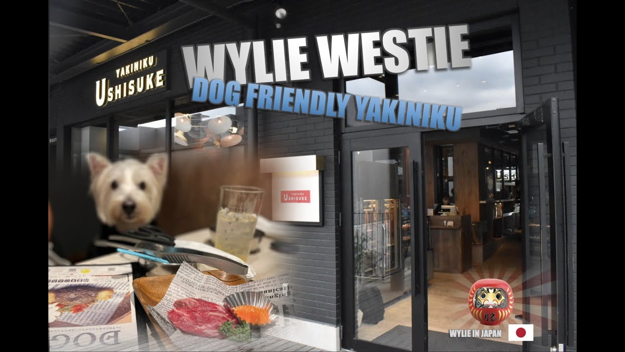 Can Dogs Travel On Eurostar