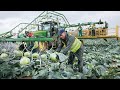 Incredible Modern Agriculture Cutting Cabbage &amp; Seed Corn Harvesting Technology Farming Machines