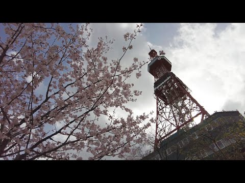 【4K】創成川公園の桜 散策 2023 | 日本 北海道 札幌 中央区【Binaural ASMR】