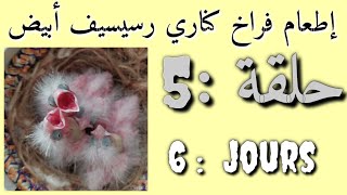 سلسلة  إطعام فراخ الكناري (أبيض رسيسيف) + تحجيل الفراخ الحلقة : 5️⃣