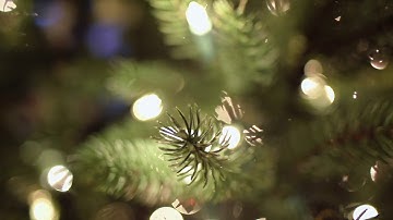 Christmas Tree Bokeh