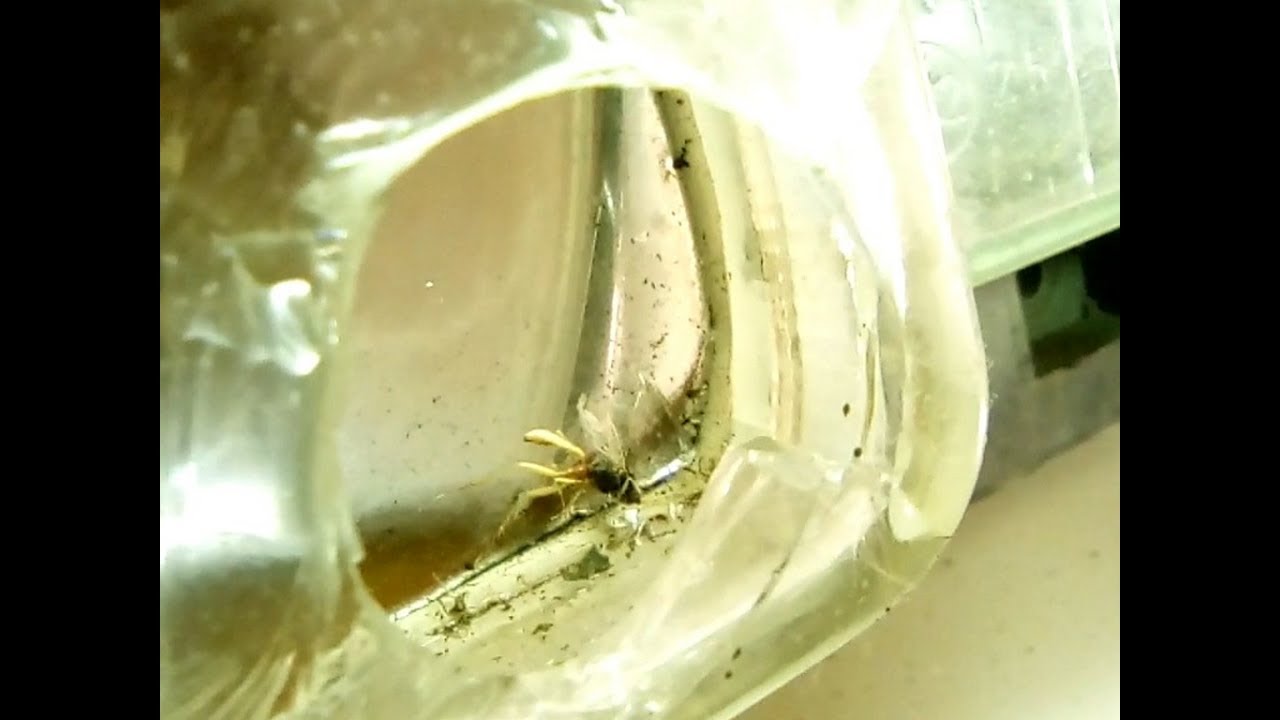 Renault 11. Фаре "прилетело".