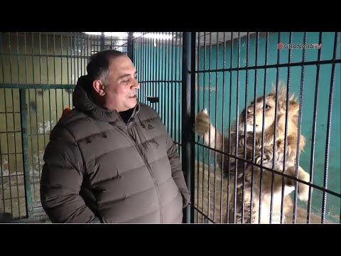 Video: In Chelyabinsk Het Dallakyan 'n Makaak Beskut, Wat Die Opleiers Geweier Het