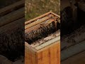 Honeybee Facts Song for Kids: How Bee Bread Stops Queen Bees!