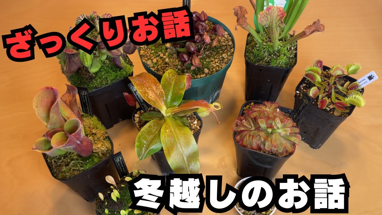 【ざっくり解説】９種類の食虫植物の冬越しの話