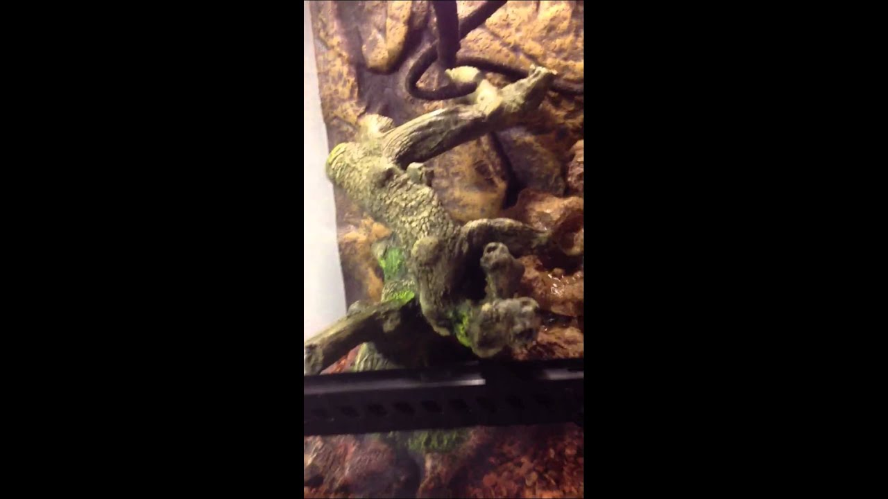 Exo Terra Large Waterfall YouTube