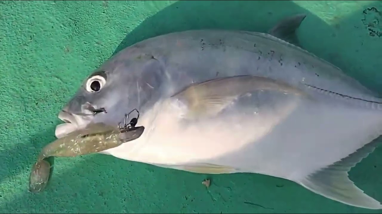 Trevelly Fish On a Zmanshad🎣🐟 