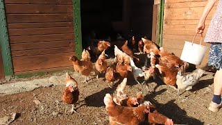 Chicken morning rush - Relaxing farm animal videos