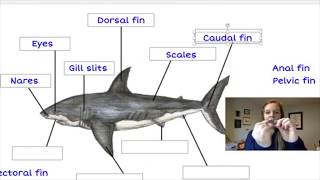 Shark Anatomy Shark Bone Anatomy