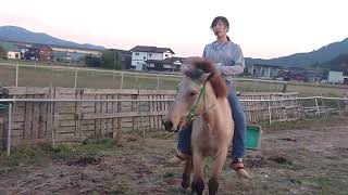 日本の合戦馬とシロオオタカの一瞬を‼️ 日本の合戦馬とシロオオタカの一瞬を‼️