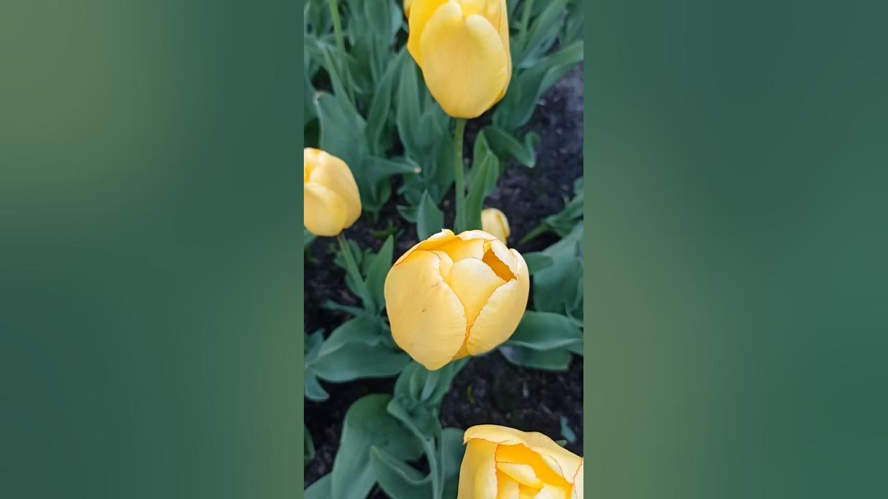#Тюльпаны#Парк#Гомель#май2023!!!!!!! - YouTube