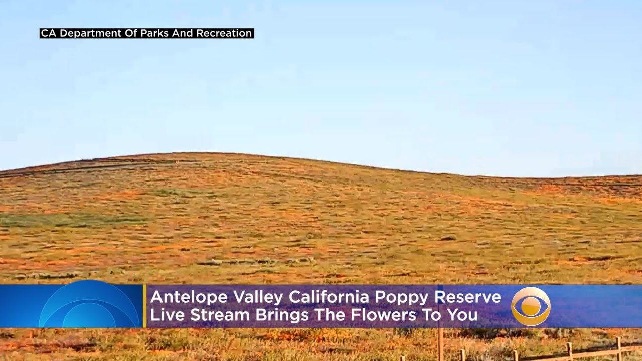 Antelope Valley California Poppy Reserve Live Stream Brings The Flowers To You