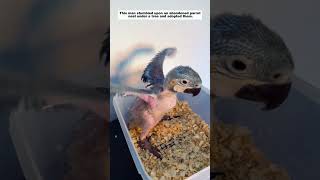 This man stumbled upon an abandoned parrot nest under a tree and adopted them.