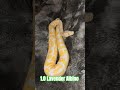 1.0 Lavender Albino #lavender #albino #lavenderalbino #snake #reptiles #breeding #python #pets #male