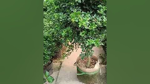 Bán cây nguyệt quế thoát thân gốc to siêu hoa 0977973535