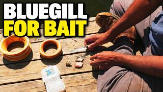 How to Cut Bluegill for Bait