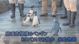 絶滅危惧種のペンギン、初めて外でお散歩　米動物園