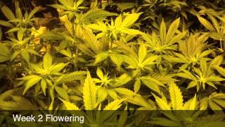 Pineapple Express And Rambo SCROG, Week 2 Flowering Ph Perfect