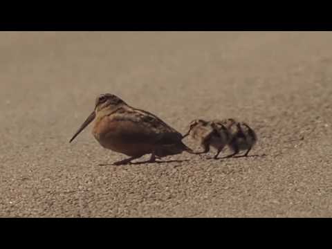 daft bird