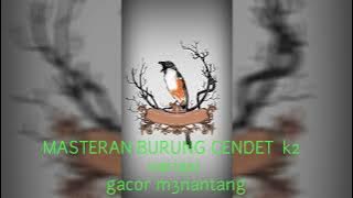 Download lagu Suara burung cendet variasi.menantang lawan