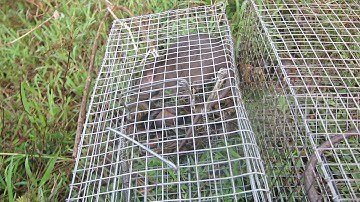 Phân biệt Chuột Cống lang (Cống heo) với Chuột đồng (chuột cơm) - Big house mouse & Field mouse