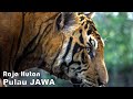 HARIMAU JAWA BELUM PUNAH (FAKTA MENARIK DARI MACAN JAWA)