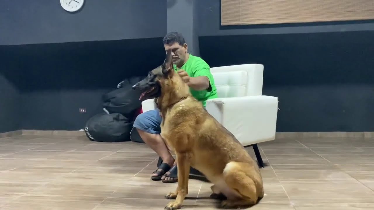 باشآ المالينوا وتعليمه الثبات الإنفعالي الجزء الأول (١) | Mahmoud And Kovu محمود و كوڤو