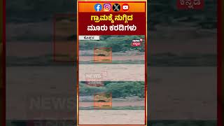 #shorts Terror in Koppal: 3 Wild Bears Openly Enter Local Village! | ಕರಡಿ ಕಂಡು ಜನ ದಂಗು | N18S