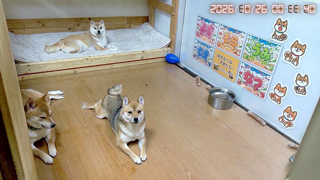 新しいベッドと柴犬｜なつファミリー昼LIVE配信【2026/10/25】