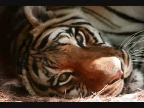 Buffy the Tiger Dies at age 22