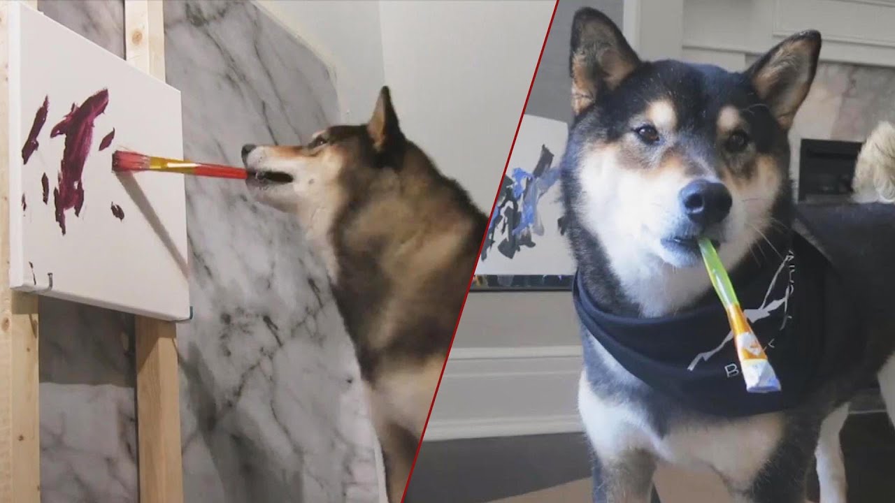This Shiba Inu Dog'S Painting Talent Will Amaze You