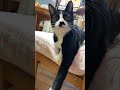 4262 目をつぶって🐱チャー