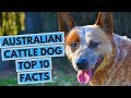 Australian Cattle Dog - TOP 10 Interesting Facts の動画、YouTube動画。
