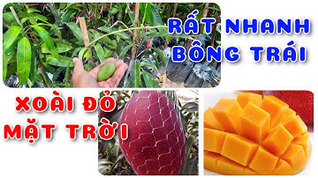 Cây Xoài đỏ mặt trời F1 nhanh trái | 0386569374 - Ngọc Ngân Bến Tre | Chuyên cây độc lạ