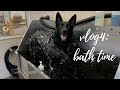 [VLOG] How to bathe my 92lbs/42kg all-black German Shepherd without breaking my back - vlog 4 in 4K