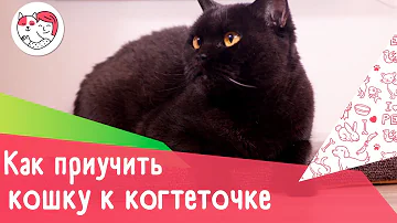 Как приучить кошку к когтеточке: 4 совета
