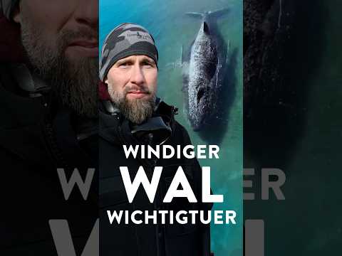 Robert Lehmann: Der windige Wal-Wichtigtuer | WALULIS